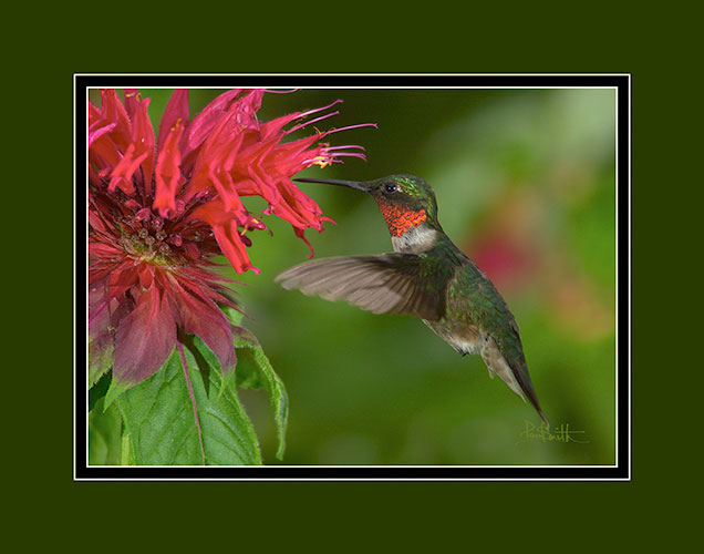 Ruby Throated Hummingbird